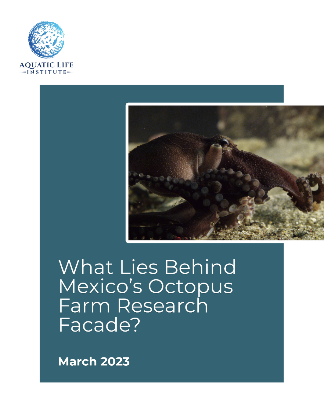 What lies behind Mexico's octopus farm research facade?