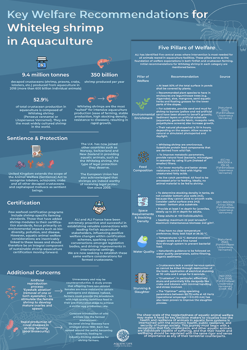 Key Welfare Recommendations for Whiteleg Shrimp in Aquaculture