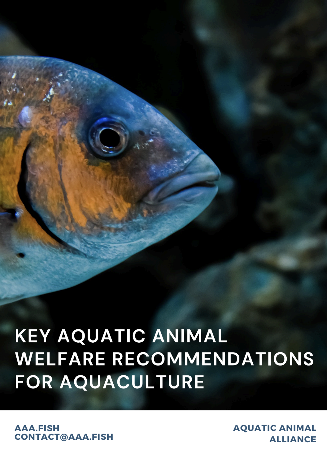 Key Animal Welfare Recommendations for Aquaculture
