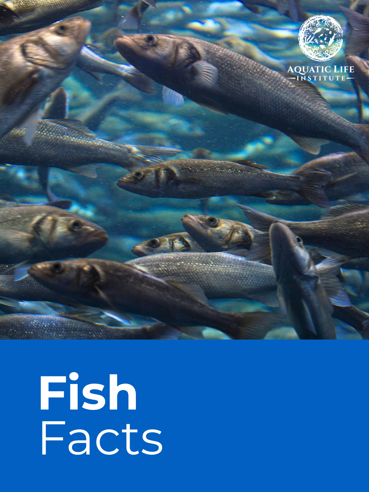 Fish Facts