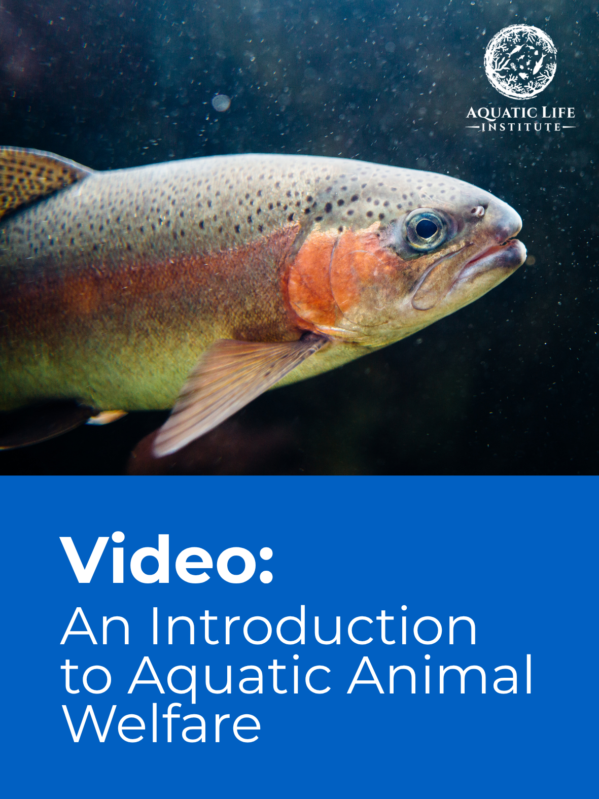 Video: An Introduction to Aquatic Animal Welfare