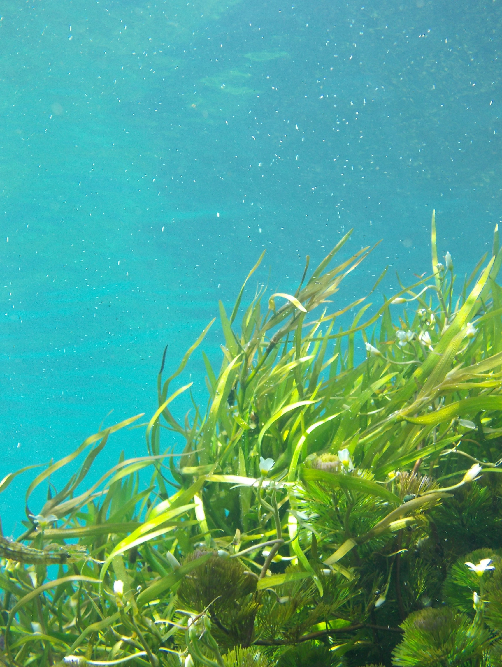 Underwater scene with green aquatic plants and floating particles in the water.