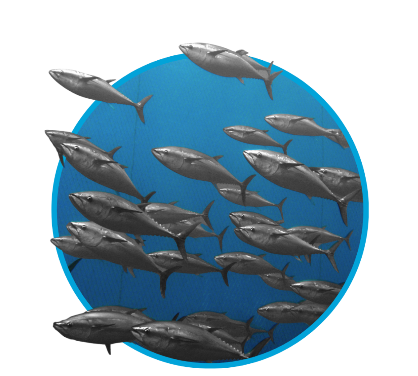 Illustration of multiple fish swimming in a circular pattern with a blue background.