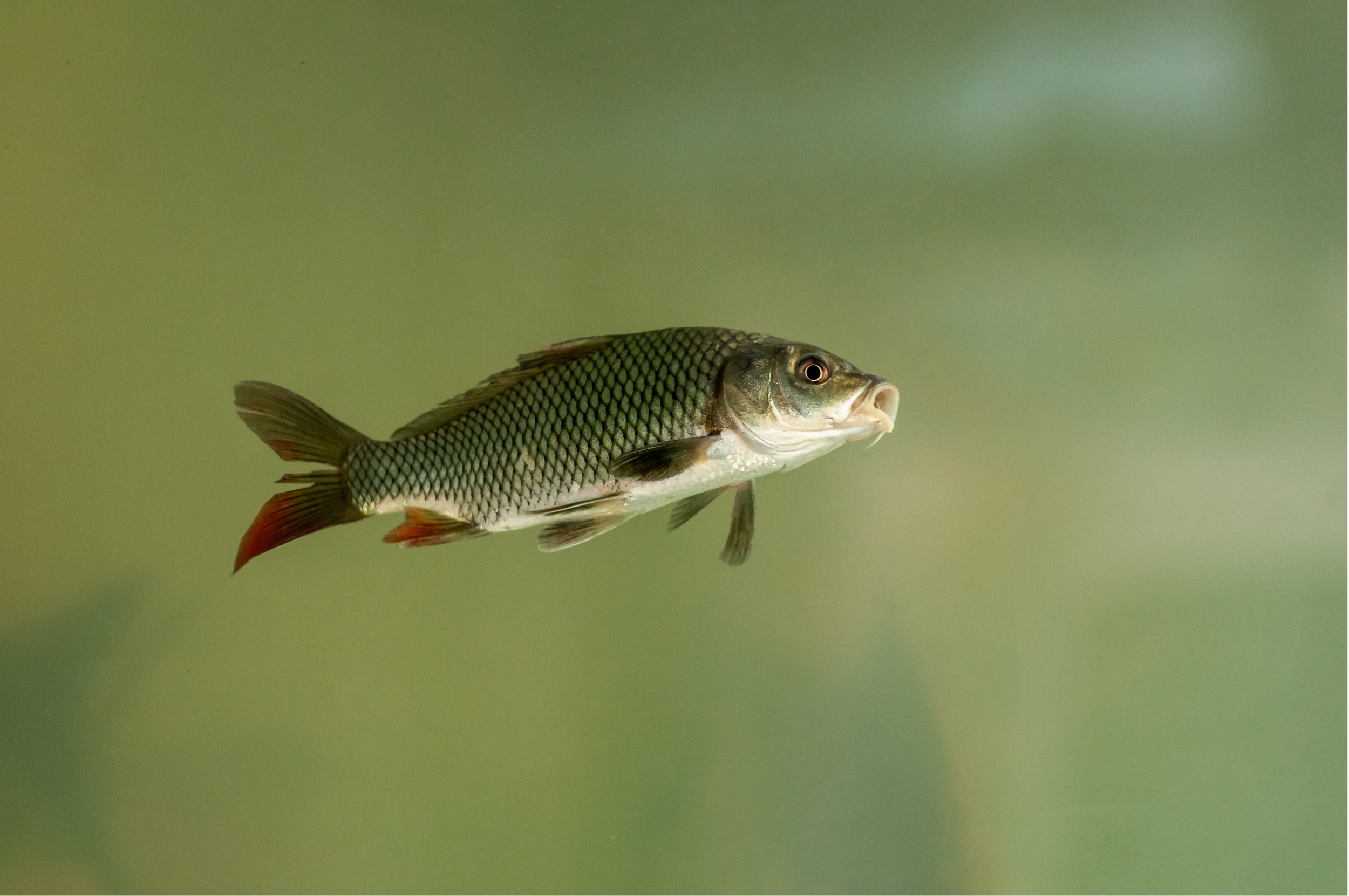 A fish swimming in greenish water.