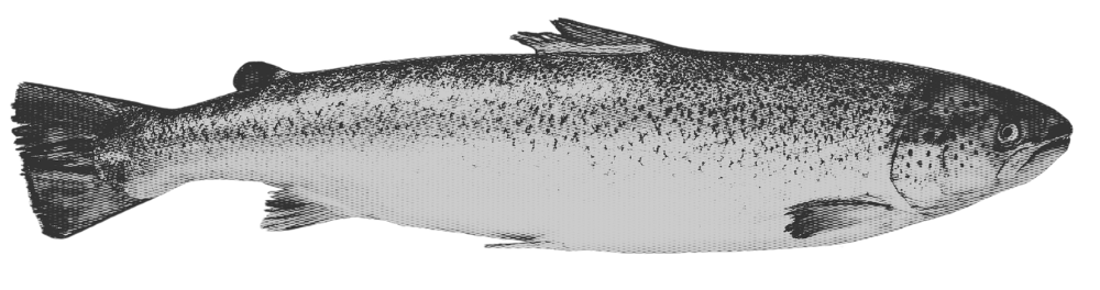 A grayscale illustration of a fish with a detailed body, fins, and tail against a black background.