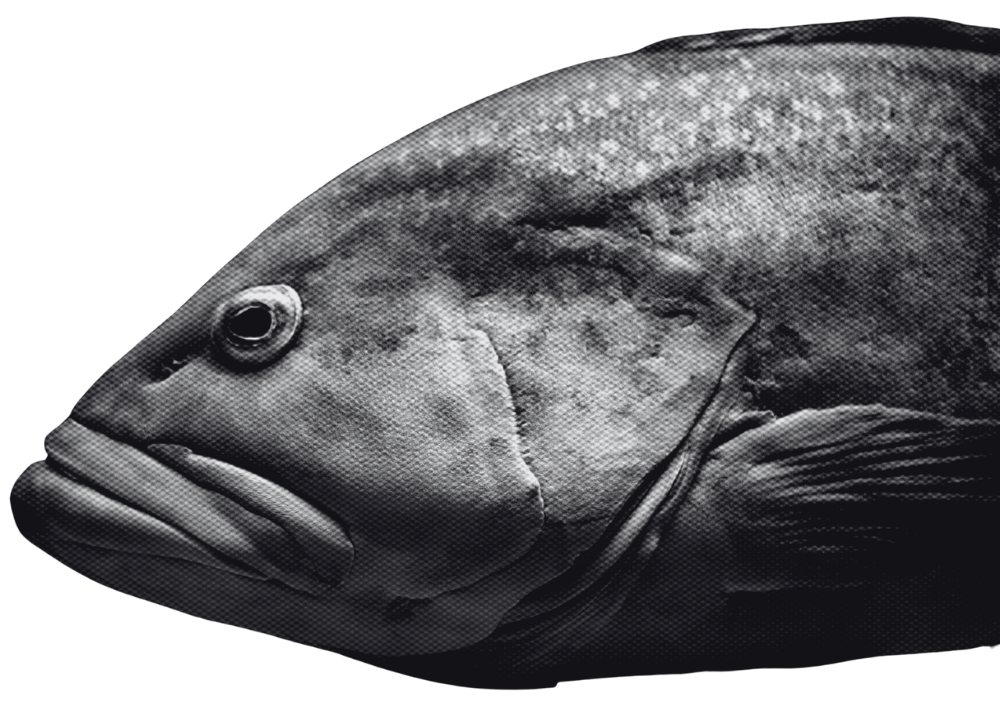 Black and white close-up of a fish's head against a dark background, showing detailed scales, eye, and fins.