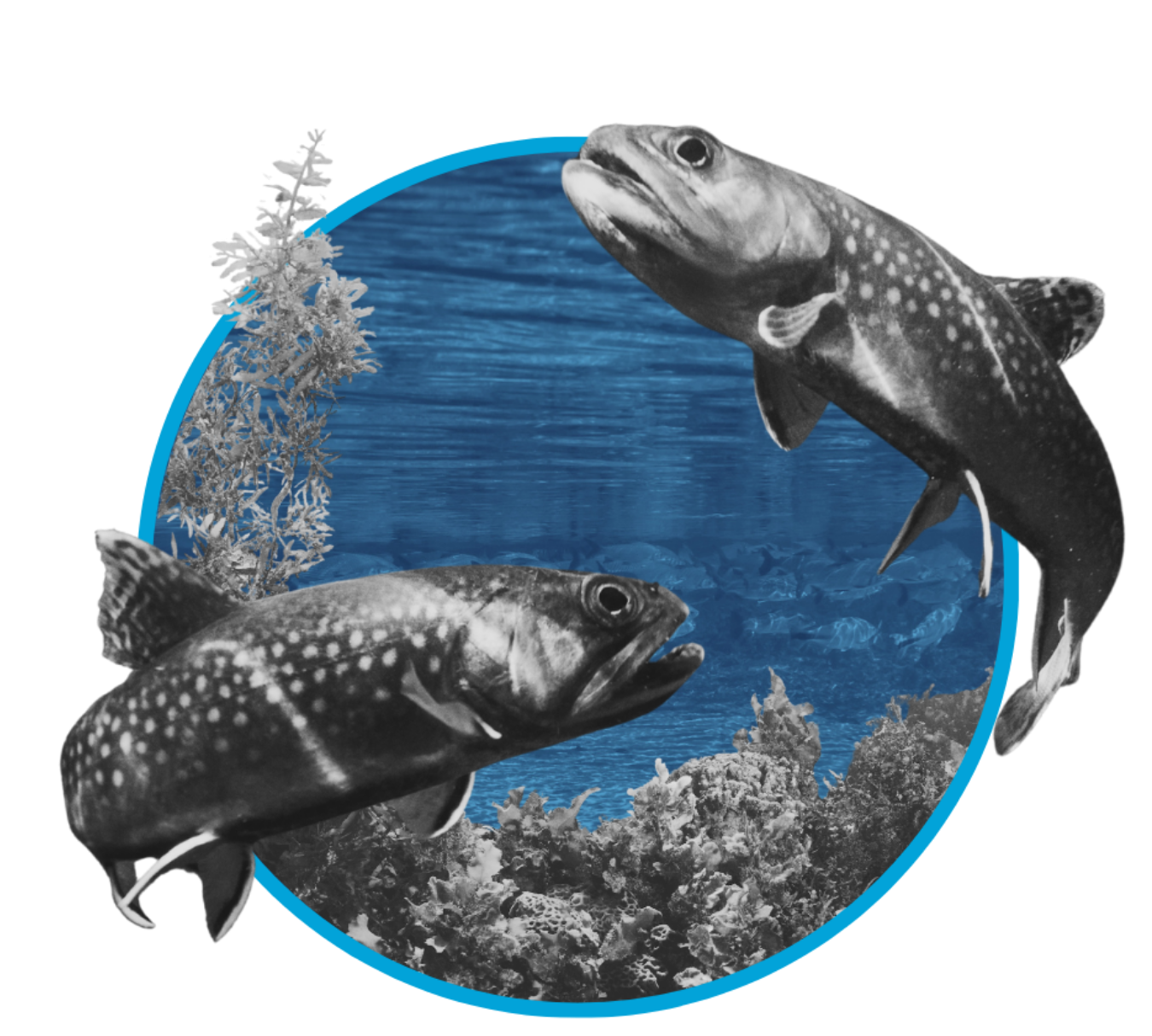 Two fish swimming near coral reefs and aquatic plants in a body of water.