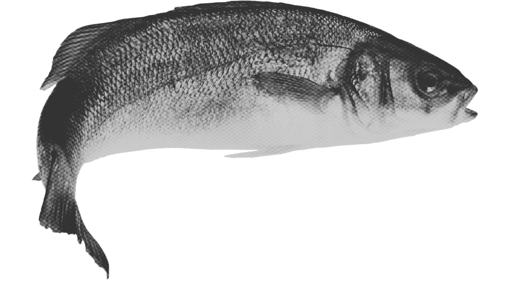 A grayscale image of a fish lying horizontally against a black background.