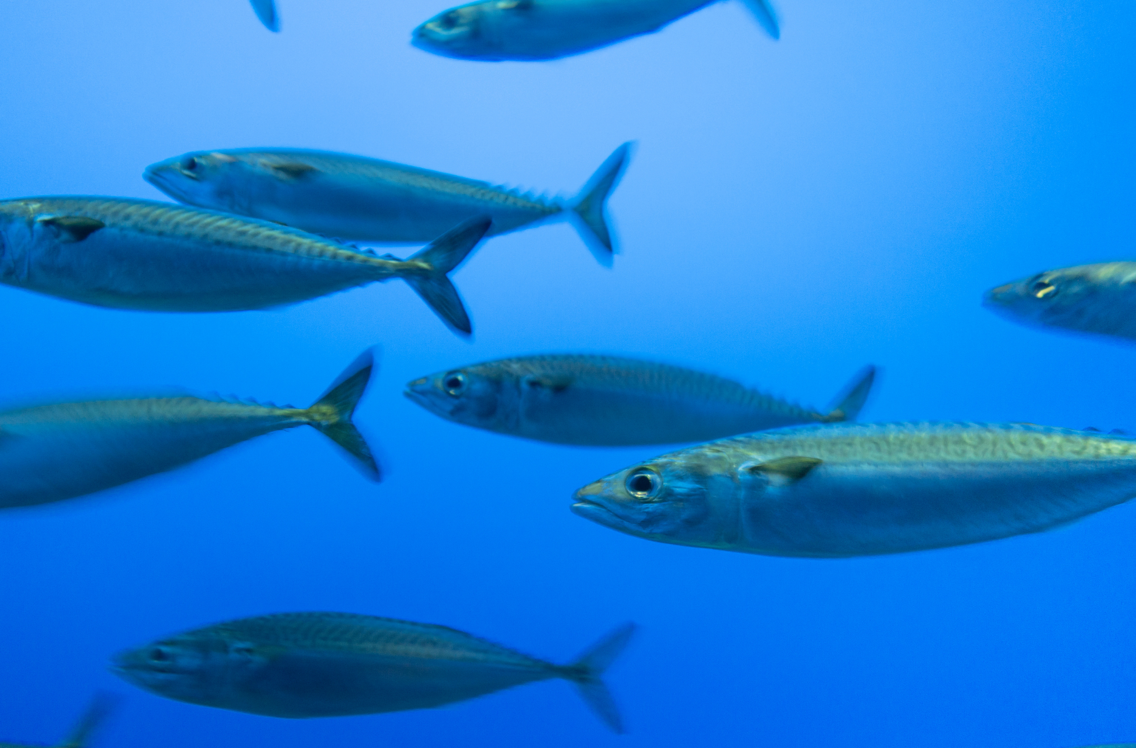 Several fish swimming in blue water, viewed underwater.