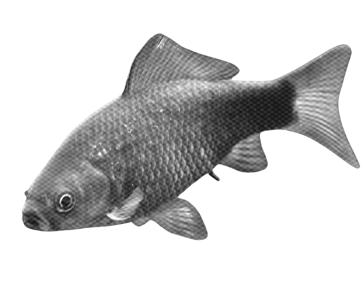 Black and white digital rendering of a fish with detailed scales and fins, set against a black background.