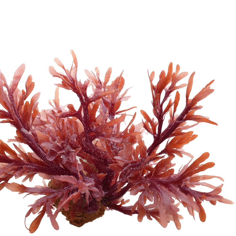 Pink and red sea coral with branch-like structures and textured surface, isolated on black background.