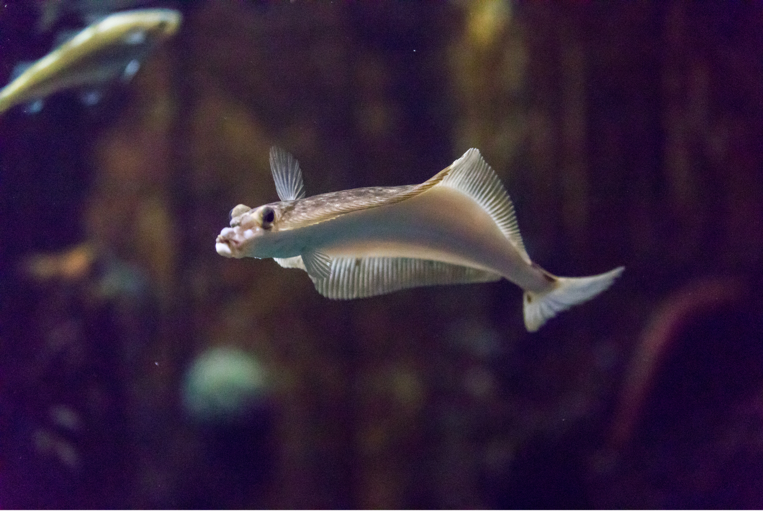 A close-up photo of a fish swimming underwater in dark, murky water with a background of blurred aquatic plants.