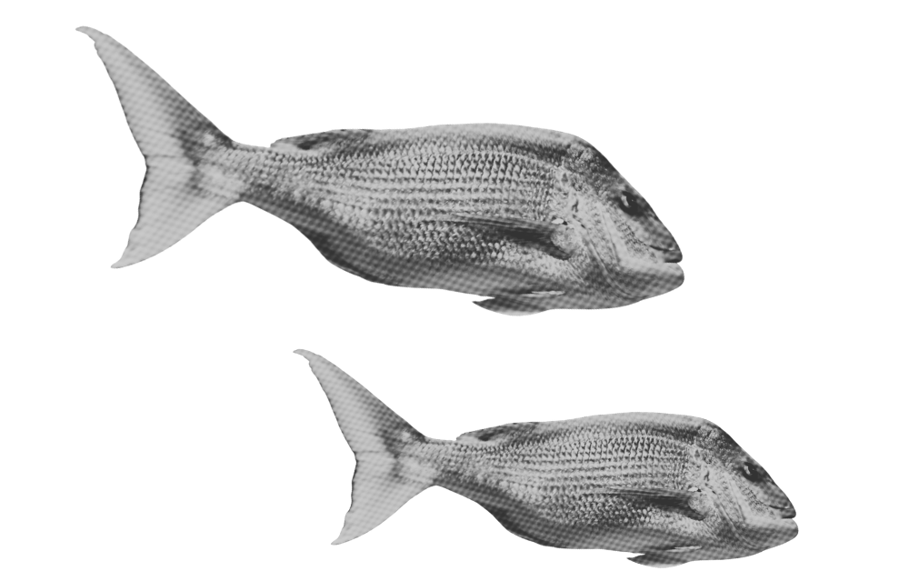 Two grayscale digital renderings of fish, facing right, with detailed scales, fins, and streamlined bodies, set against a black background.