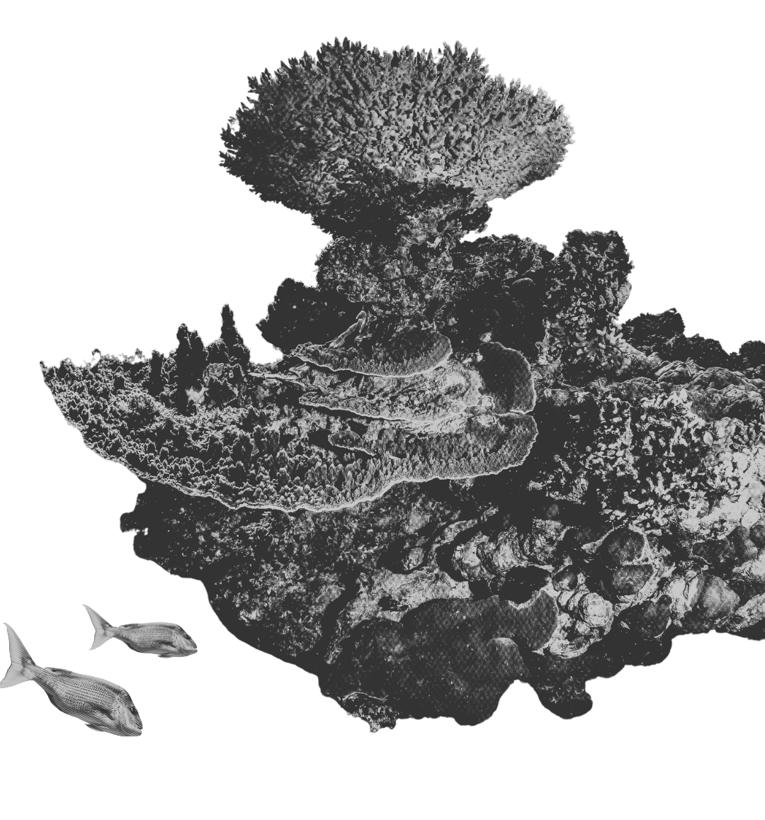 Black and white underwater scene with coral formations and two fish swimming nearby.