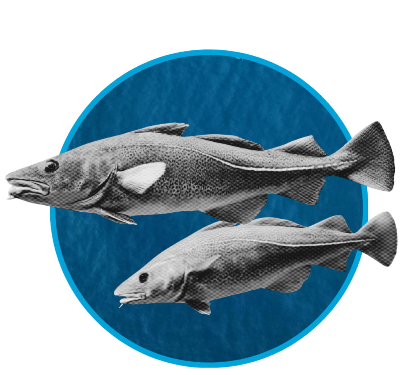 Illustration of two fish, one larger and one smaller, with the larger fish in front, against a blue background, within a circular frame.