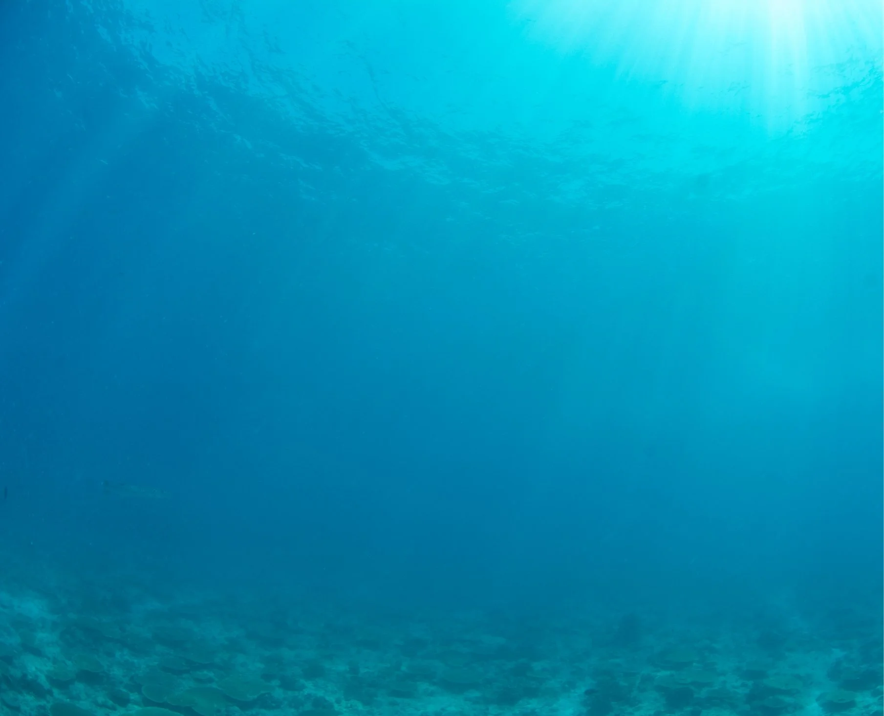 Underwater view showing the ocean floor with clear blue water, sunlight filtering through from above.