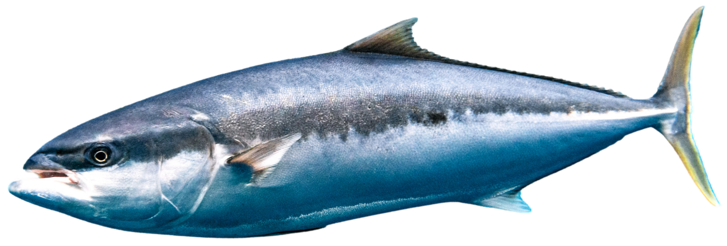 A large, streamlined fish with a silver-blue body, yellow-tinted tail fin, and a dark lateral line, isolated on a transparent background.