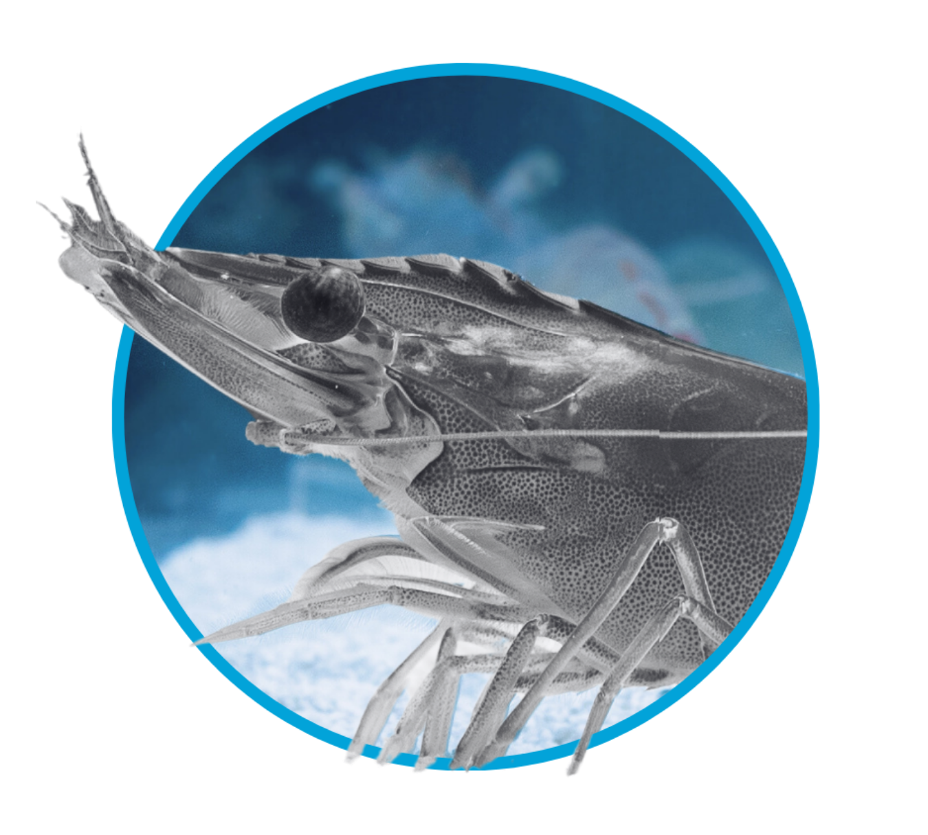 Close-up of a shrimp with a black sphere on its head, underwater with a blue cloudy background.