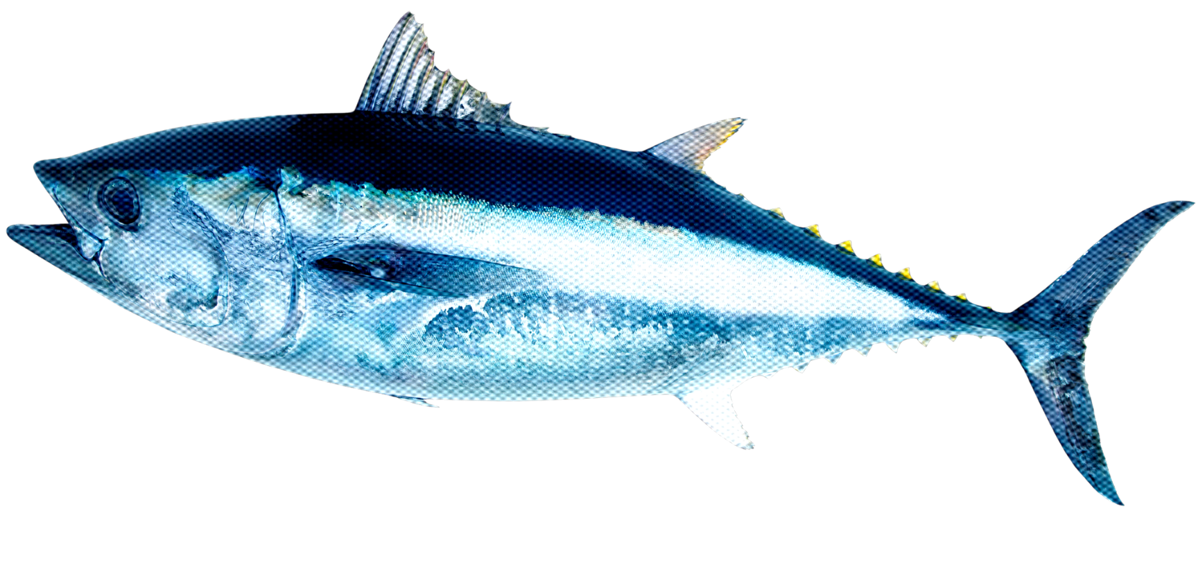 Digital illustration of a fish, showing detailed features like fins, scales, and tail against a black background.