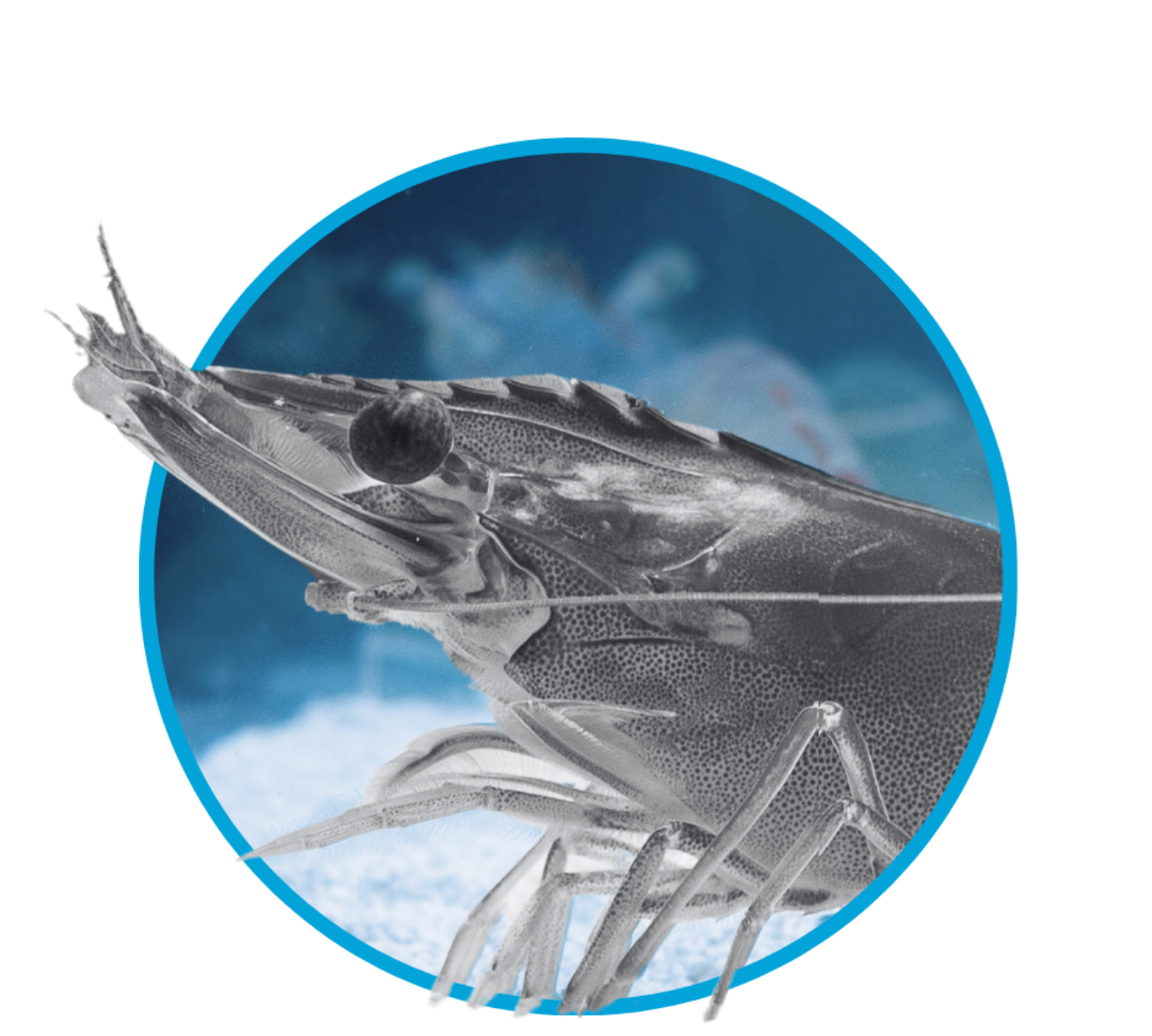 Close-up of a shrimp with a crab in the background, inside a blue circular border.