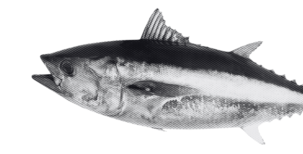 Black and white photo of a fish with a long body, dorsal fin, and prominent eye, set against a black background.