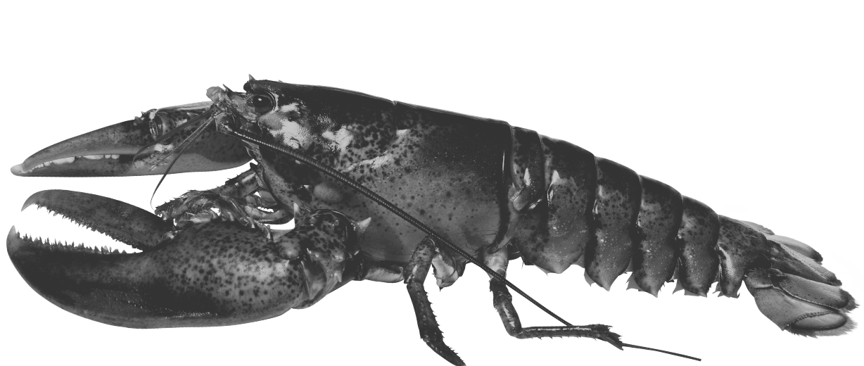 Black and white photo of a lobster showing its claws, body, and antennae.