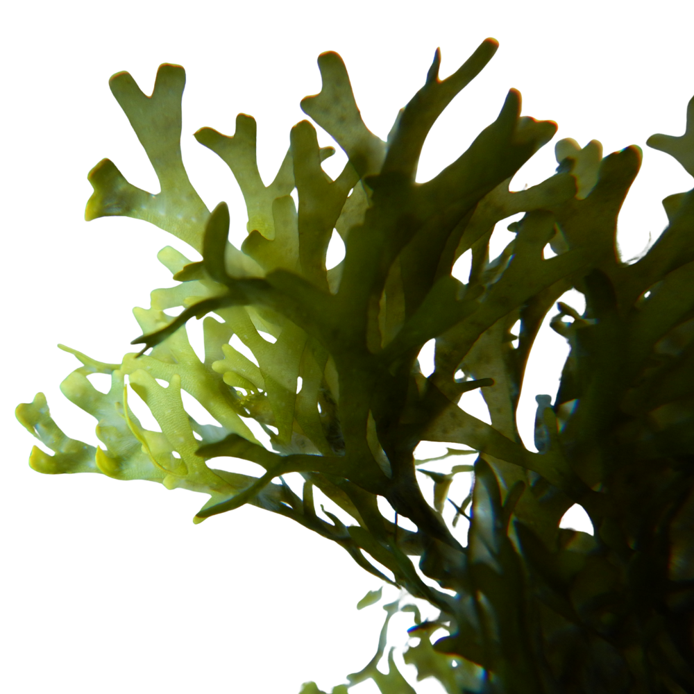 Close-up of green seaweed with branching fronds.