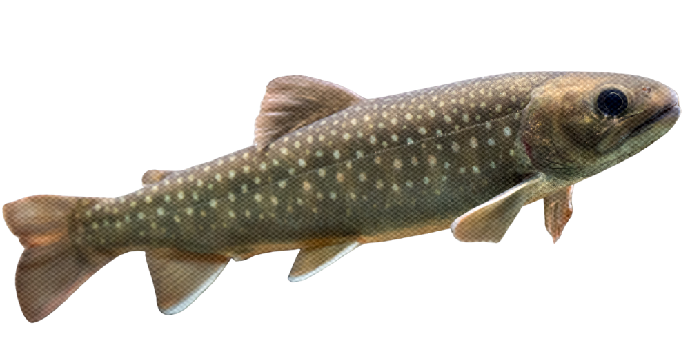 A close-up image of a fish, likely a trout, with brownish-green coloration and white spots, swimming against a black background.