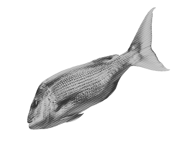A grayscale image of a fish, showing its side profile with fins and tail visible.