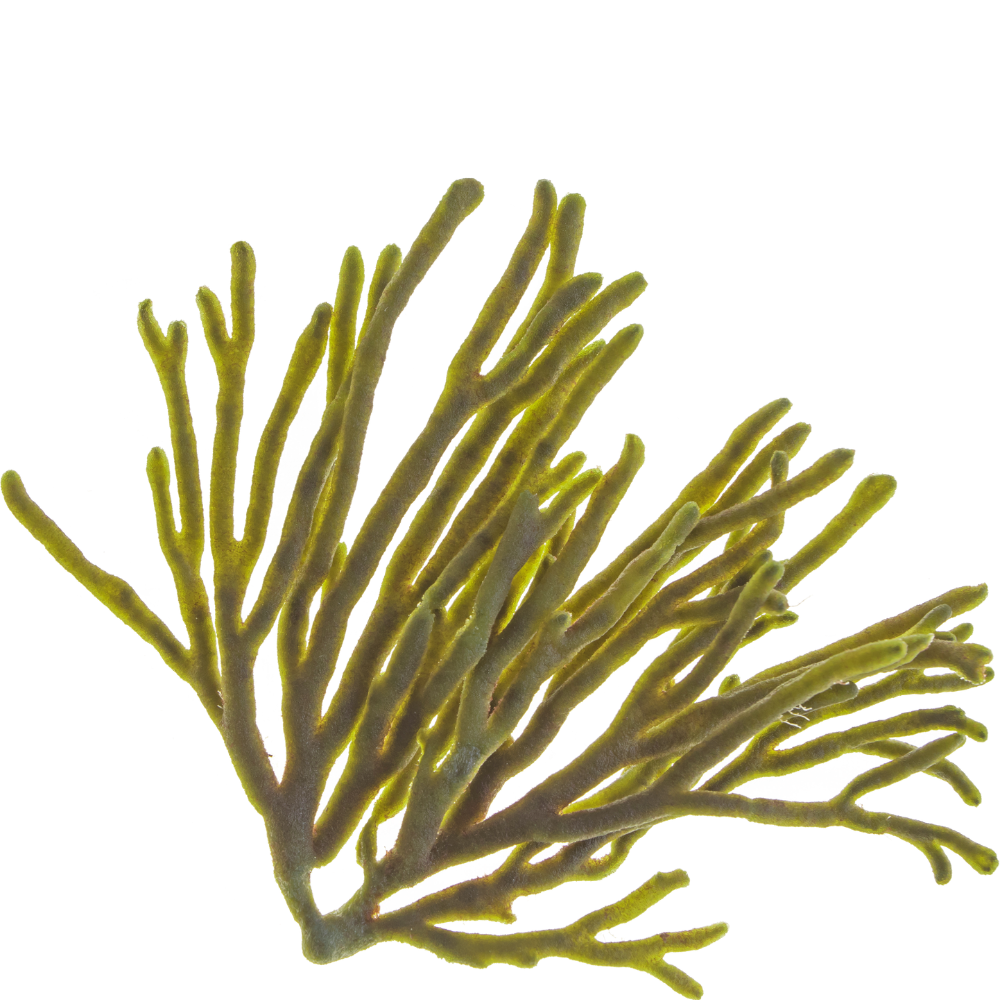Yellowish green coral with branching multiple finger-like projections.