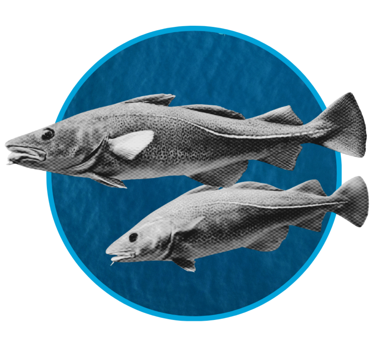 Two black and white fish swimming in front of a blue circular background.