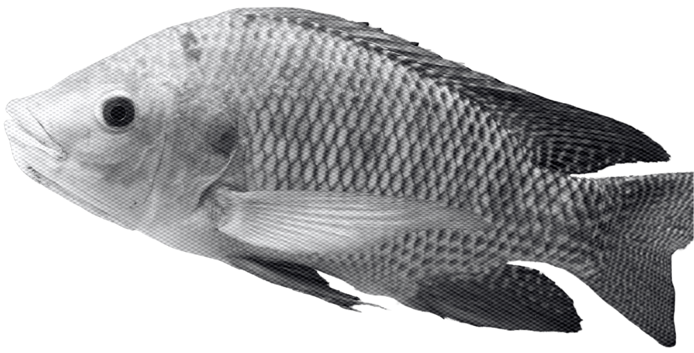 Black and white photo of a fish with large eyes and detailed scales, set against a dark background.
