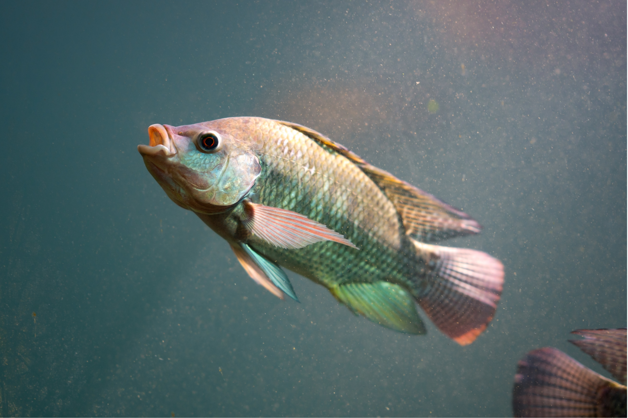 Close-up of a colorful fish swimming underwater, with a background of particles and water.
