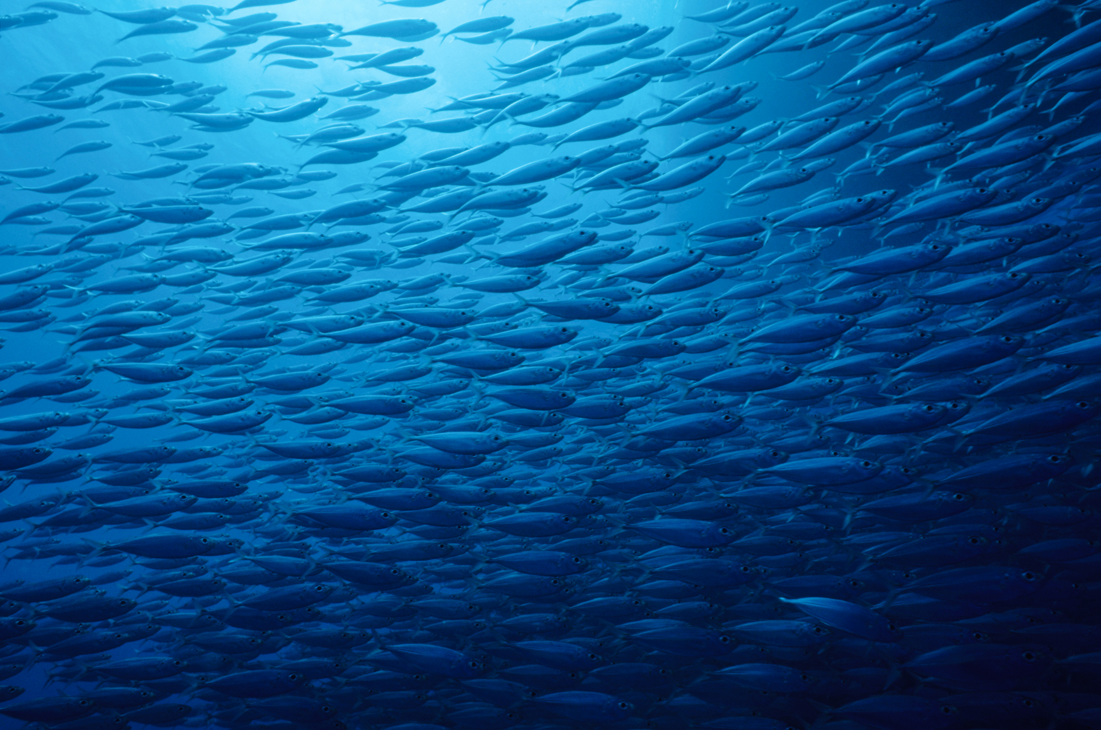 A large school of small fish swimming underwater in clear blue water.