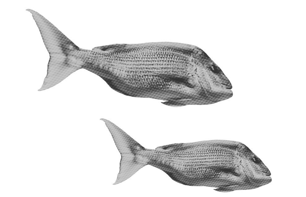 Black and white digital rendering of two fish, with the larger fish above and the smaller fish below, both facing right.