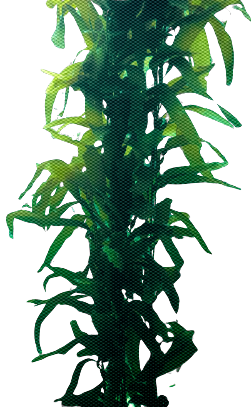 Silhouette of a tall leafy plant or tree against a black background.