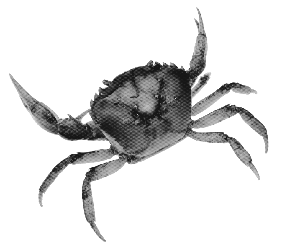Gray crab with claws extended on black background.