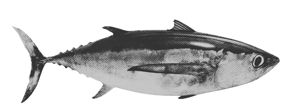 A black-and-white illustration of a fish with a streamlined body, a pointed snout, and a forked tail.