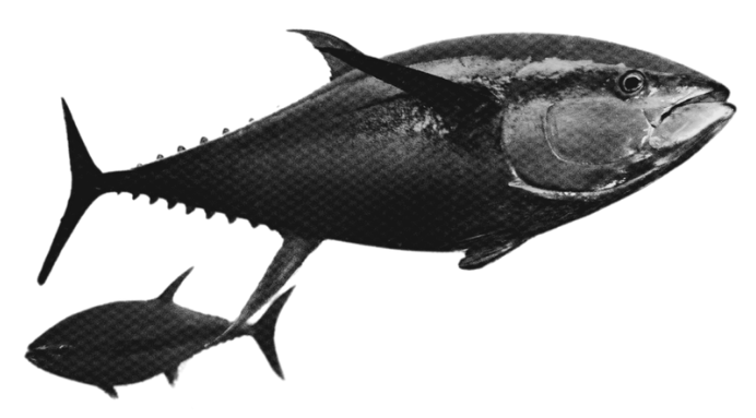 Black and white photograph of two fish, one large and one small, against a black background.