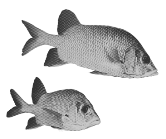 Two grayscale fish with detailed scales and fins, facing right, against a black background.