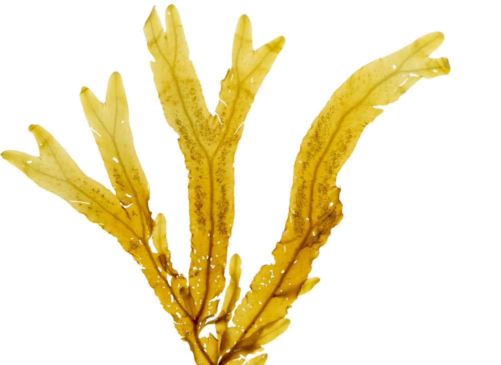 Close-up of yellow, elongated, and slightly curved leaves with brown spots.