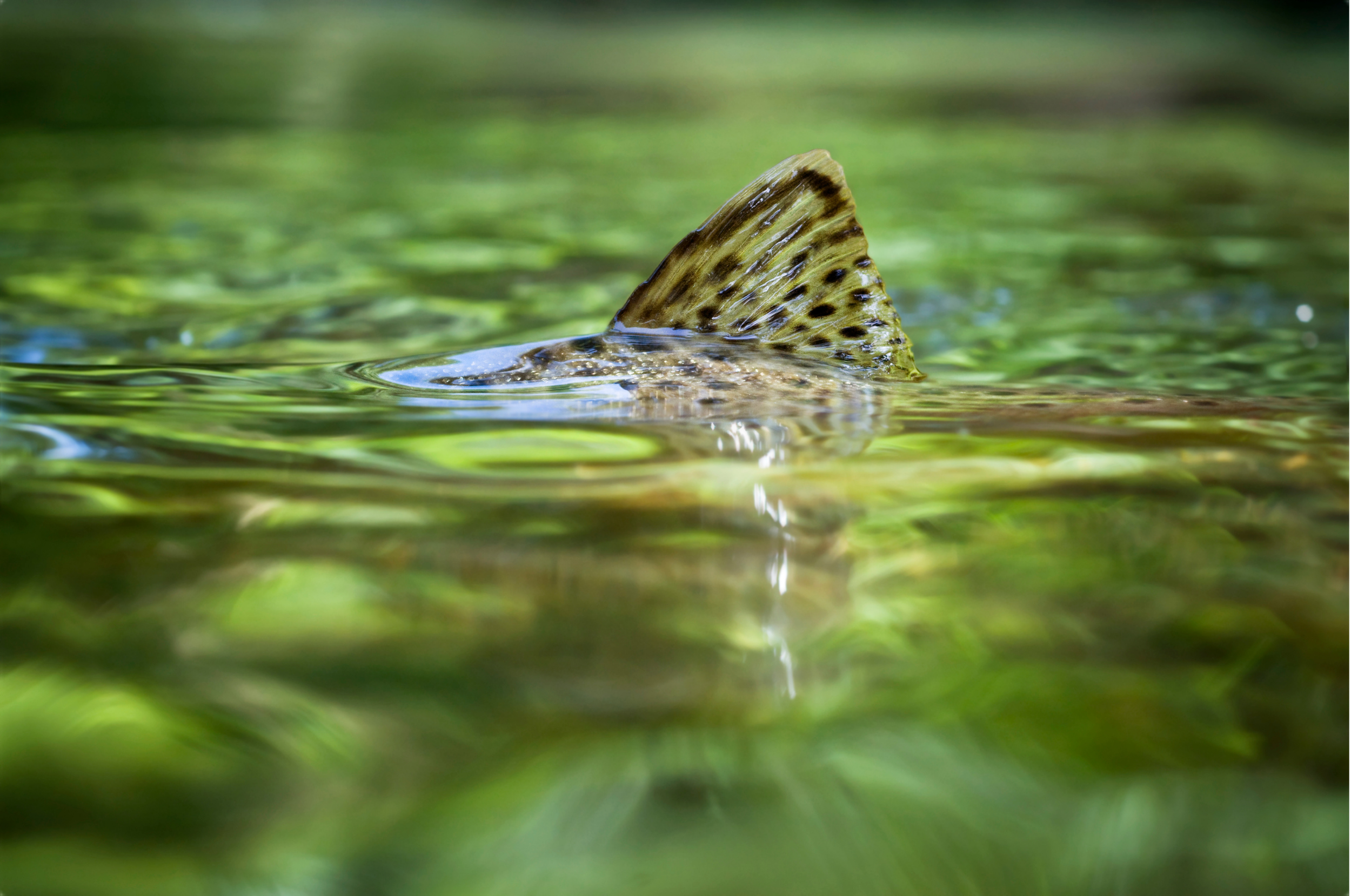 A fish with a fin above the water surface in a green aquatic environment.