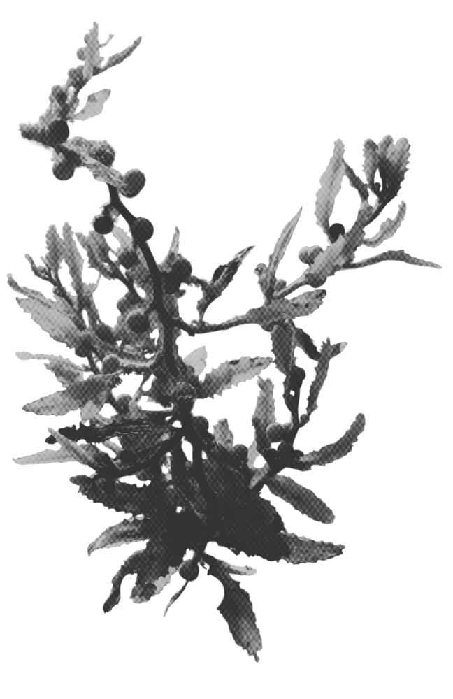 Black and white digital illustration of a potted cannabis plant with detailed leaves and buds.