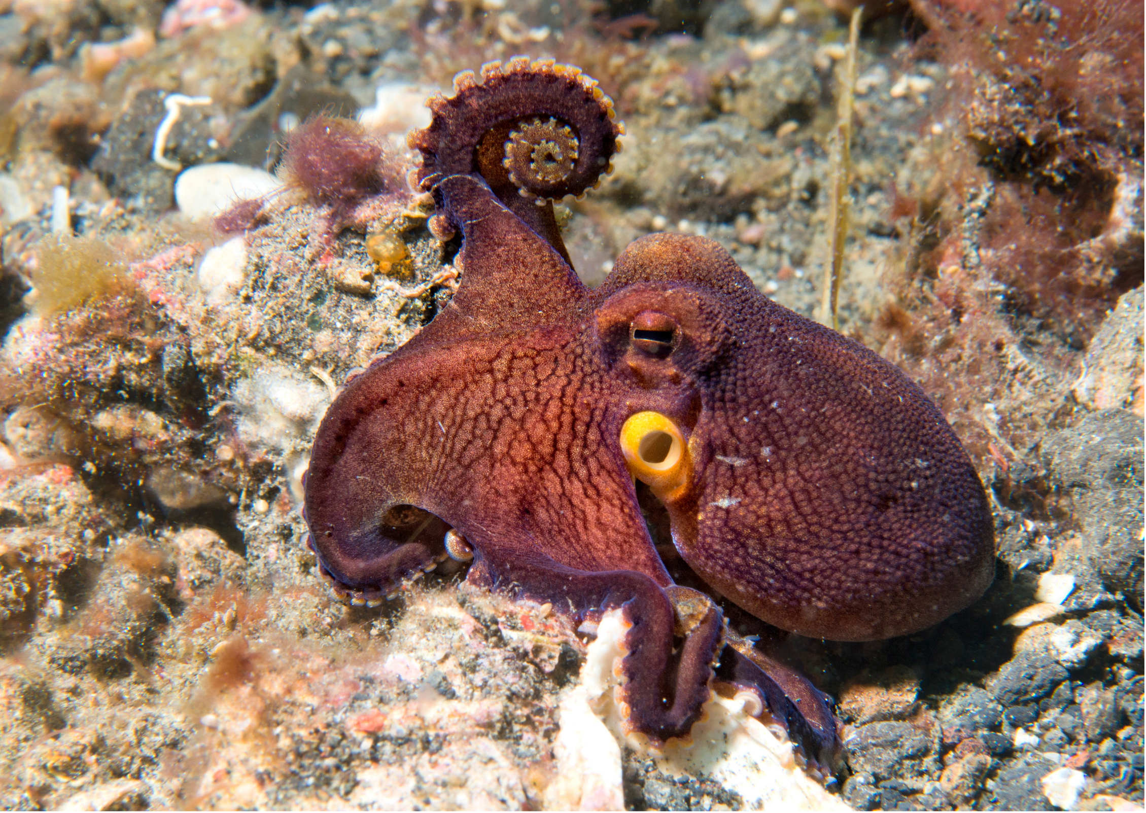 A close-up of a curled octopus blending into the rocky ocean floor with various rocks and coral around it.