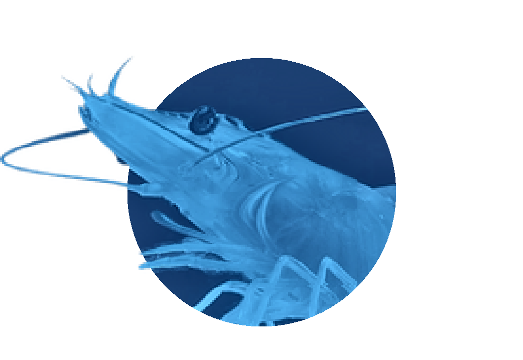 Digital illustration of a shrimp inside a gradient blue background.