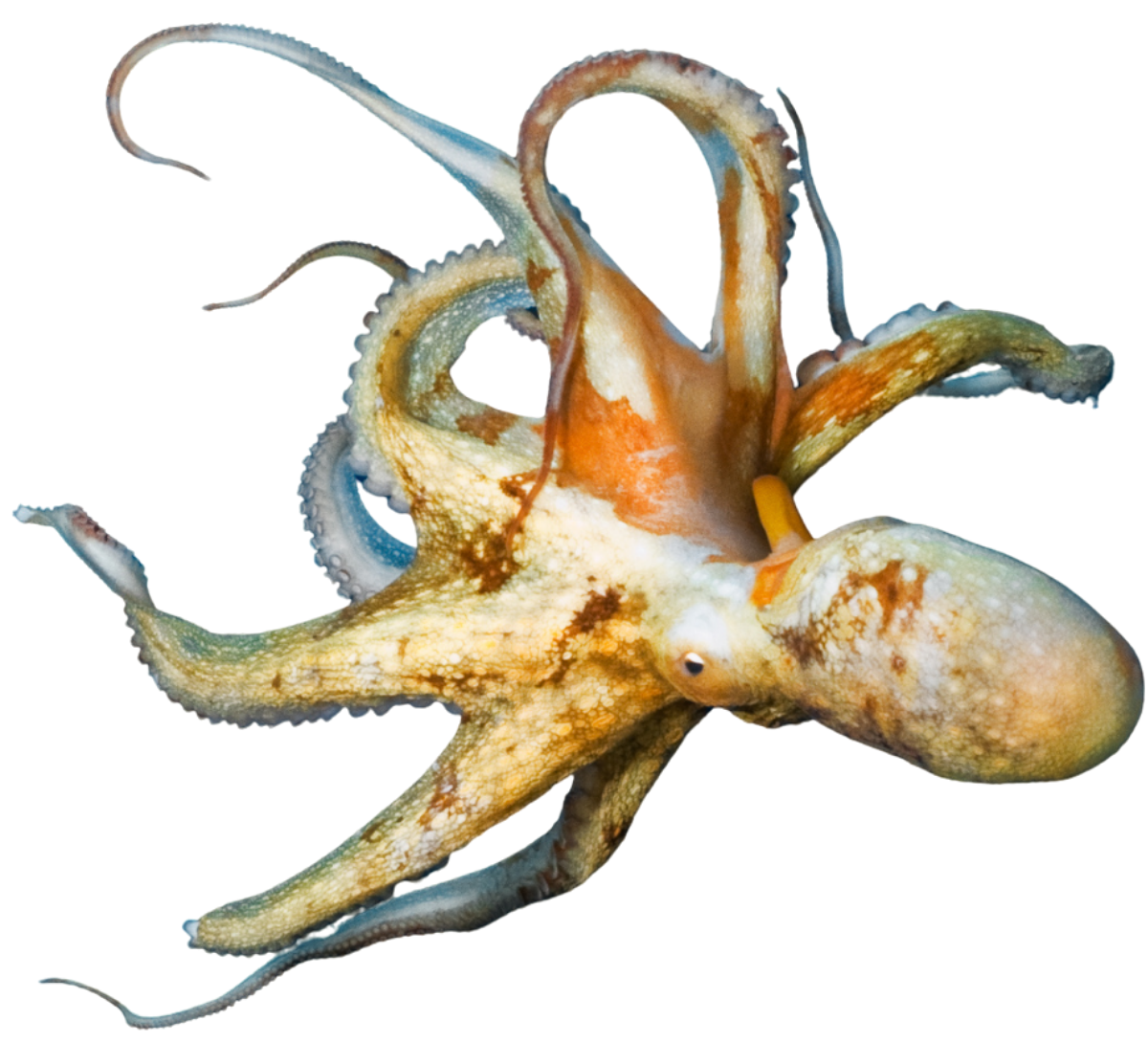 Colorful octopus with orange, white, and blue hues, isolated on black background.