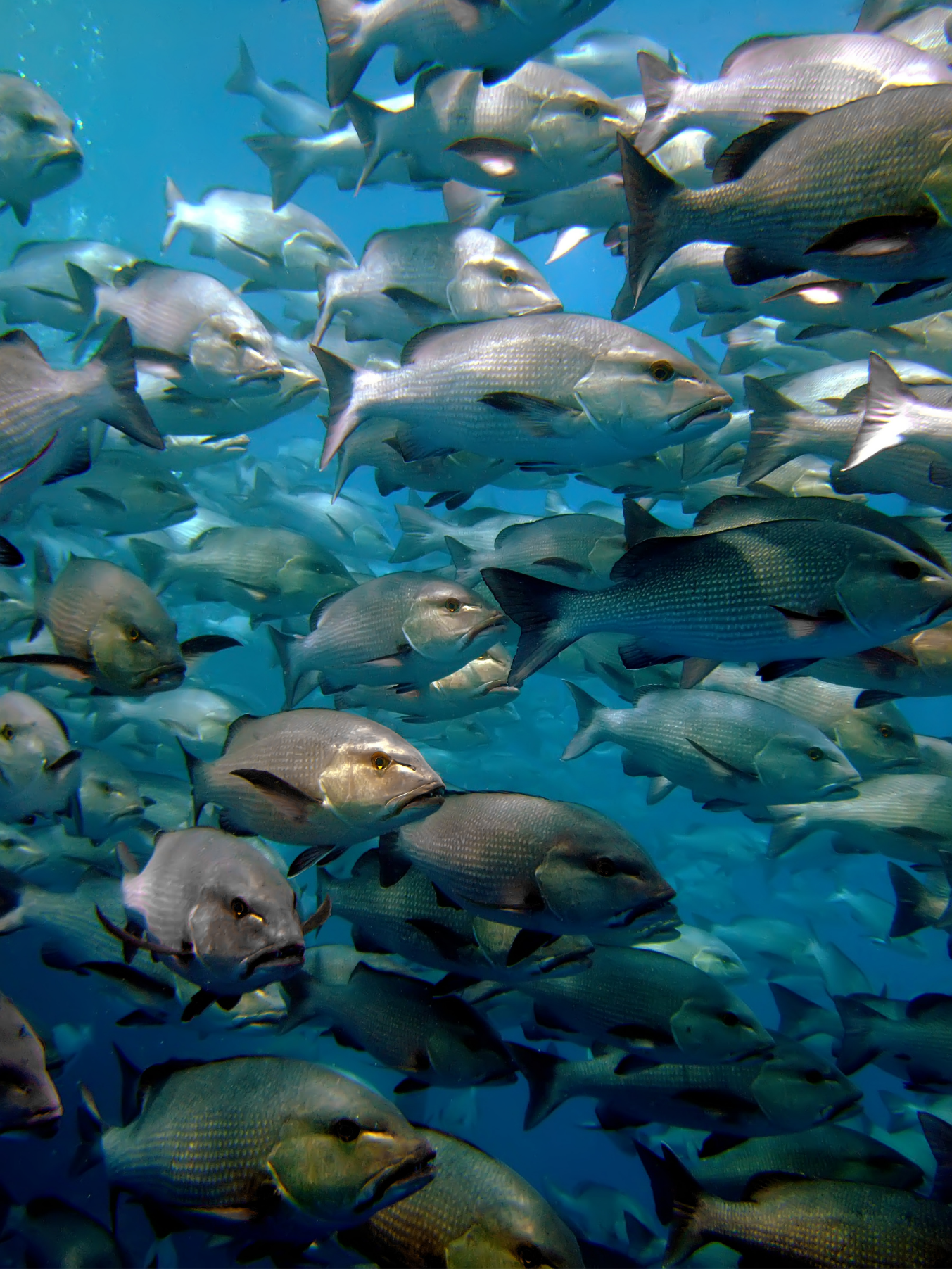 School of fish swimming underwater, with various sizes and colors, in blue ocean water.