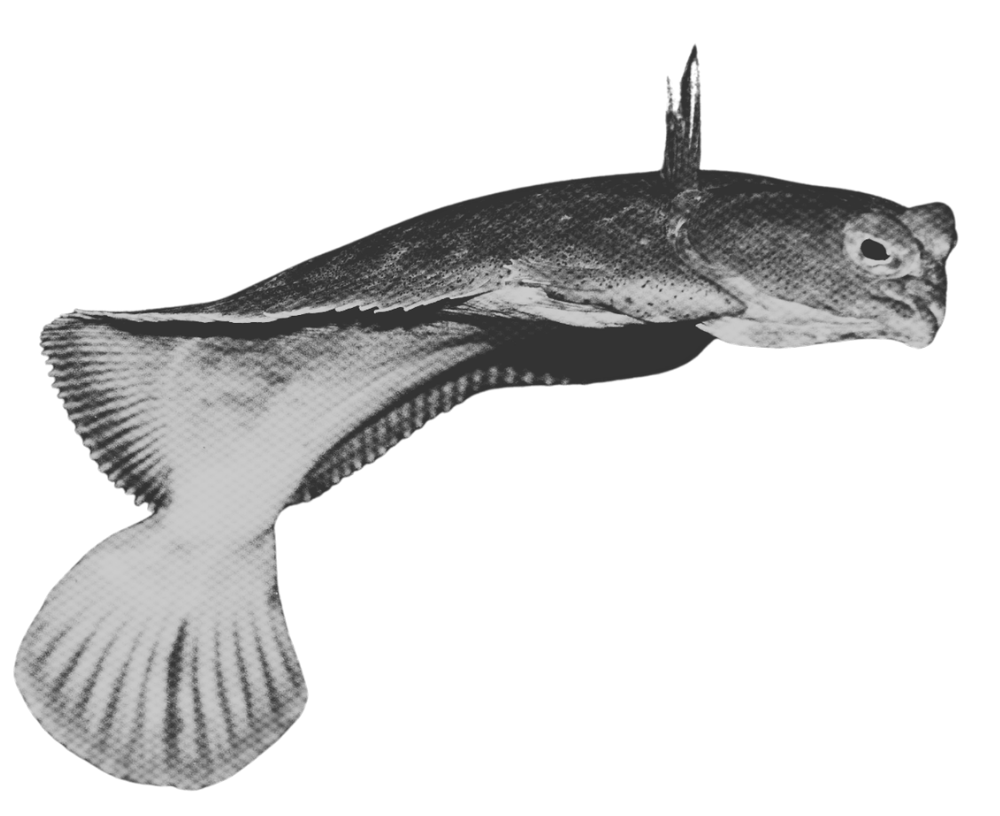 Black and white image of a fish with a large, rounded tail and a spiny dorsal fin.