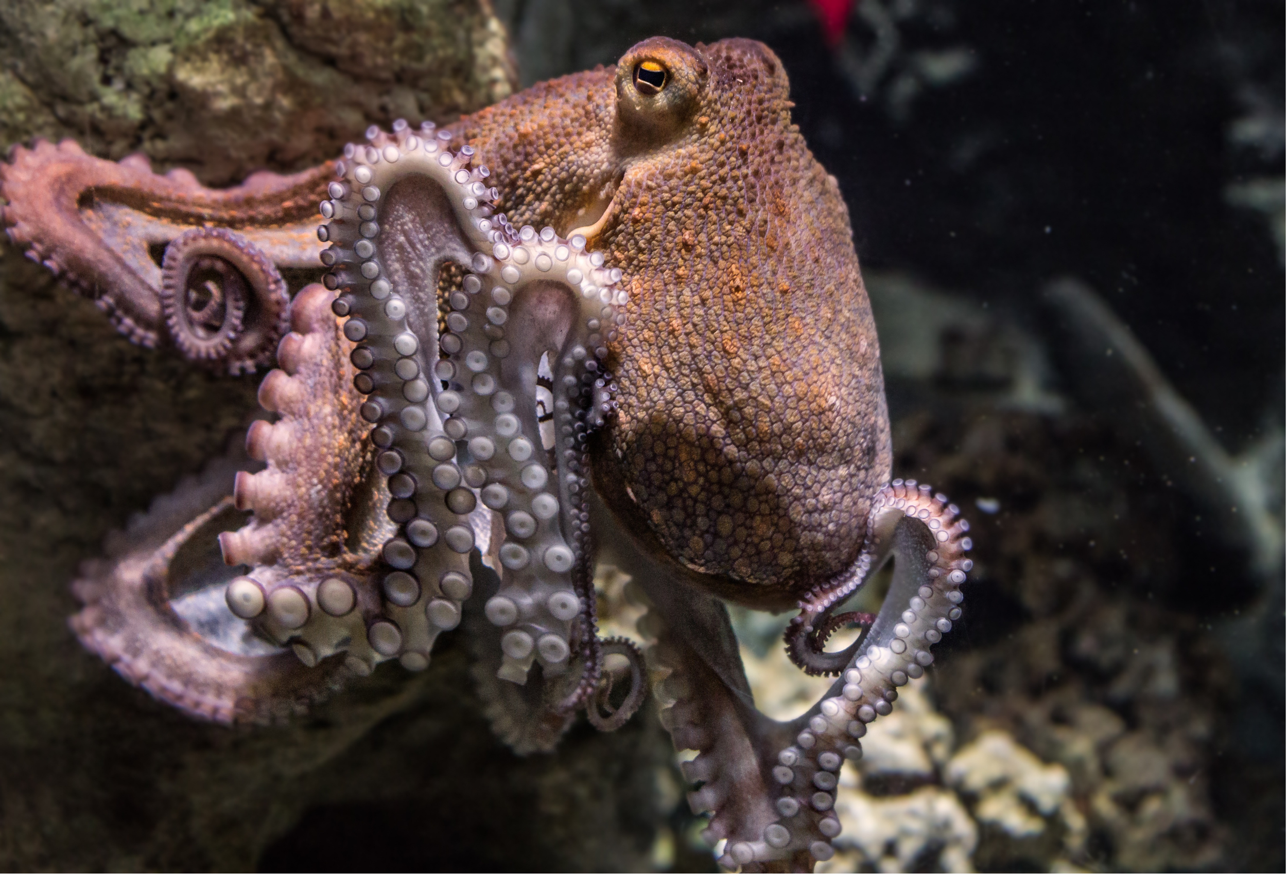 An octopus with patterned skin and curled tentacles on a rock in the ocean.