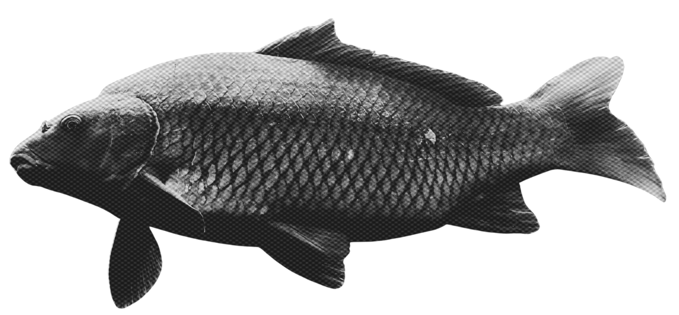 Black and white image of a fish with scales and fins.